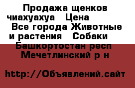 Продажа щенков чиахуахуа › Цена ­ 12 000 - Все города Животные и растения » Собаки   . Башкортостан респ.,Мечетлинский р-н